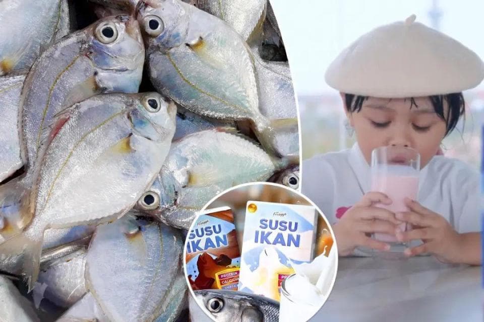 印尼缺牛奶，改用鱼奶给小孩喝，鱼什么时候可以产奶了？