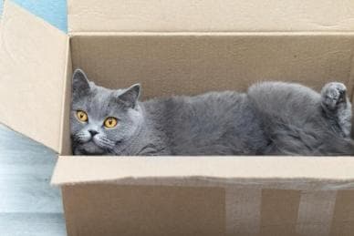 猫真的以为自己是液体，哪儿哪儿都能进