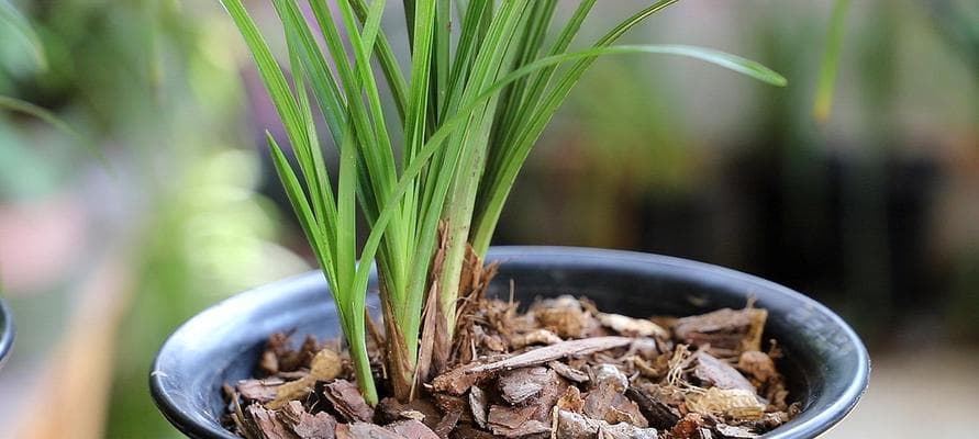 如何选择最适合兰花种植的土壤？（掌握兰花种植的关键——正确选土）