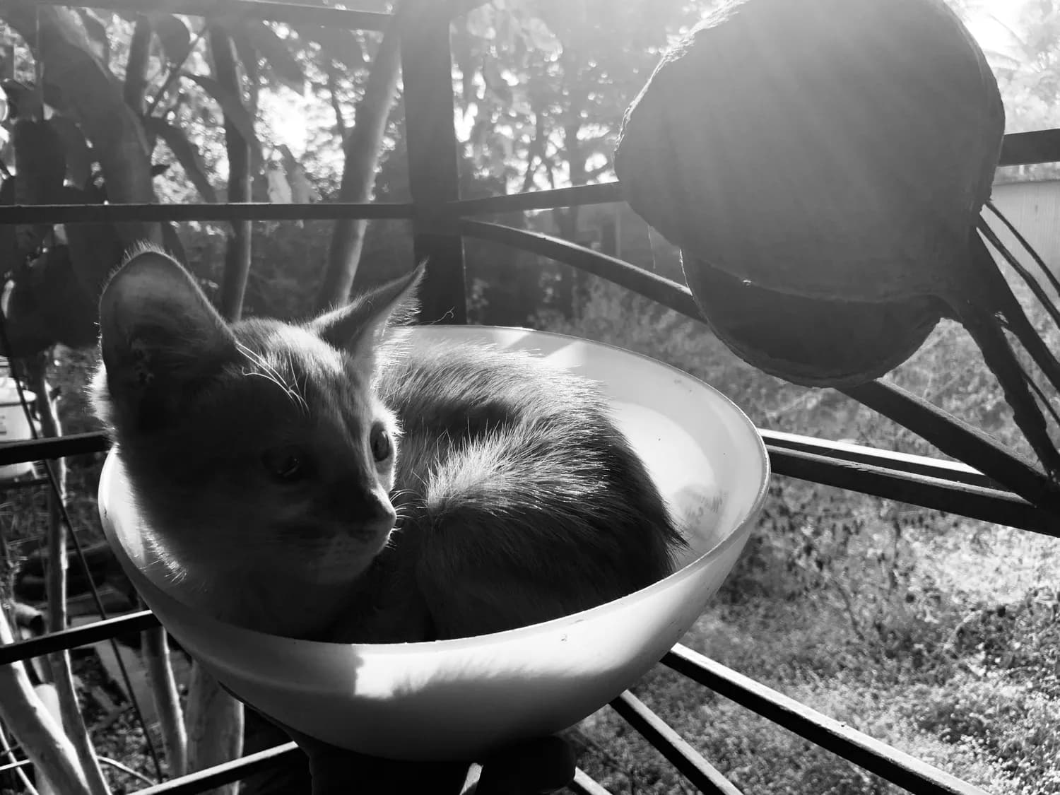 猫咪肠梗阻预防指南：从症状识别到日常护理