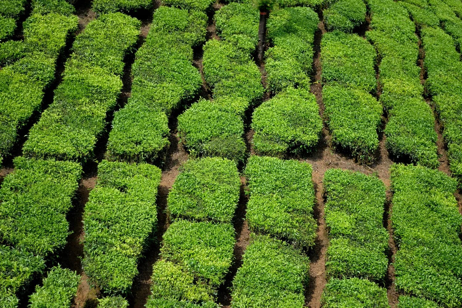 武夷岩茶：从历史到健康，一杯茶的传奇
