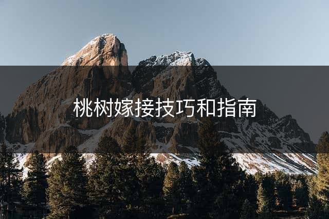 桃树嫁接技巧和指南