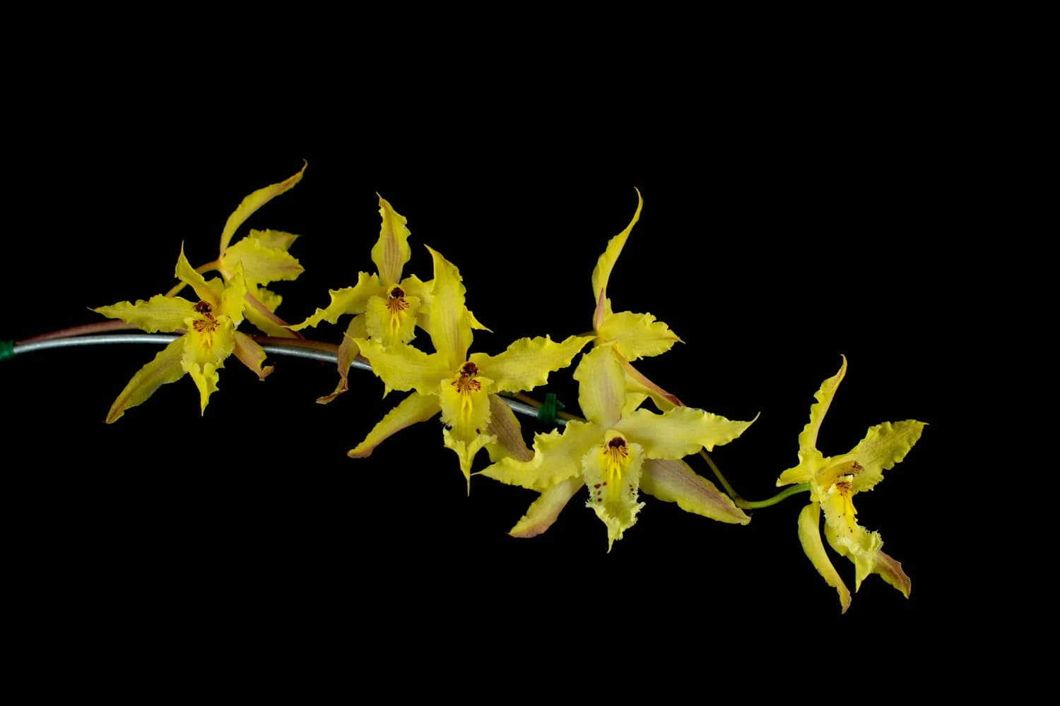 霍山铁皮石斛、芝康纪孢子粉：科学证实的养胃效果