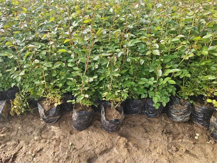 春季如何提高绿化工程新栽植物的成活率？