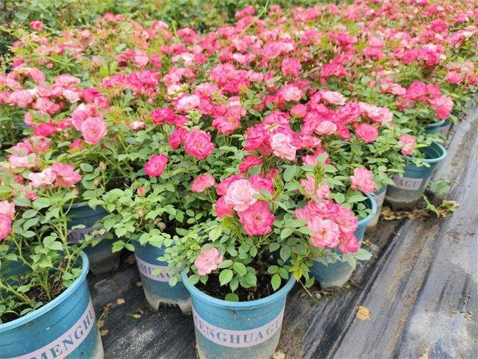 家庭园艺种植类型和常用花卉和香草品种选择