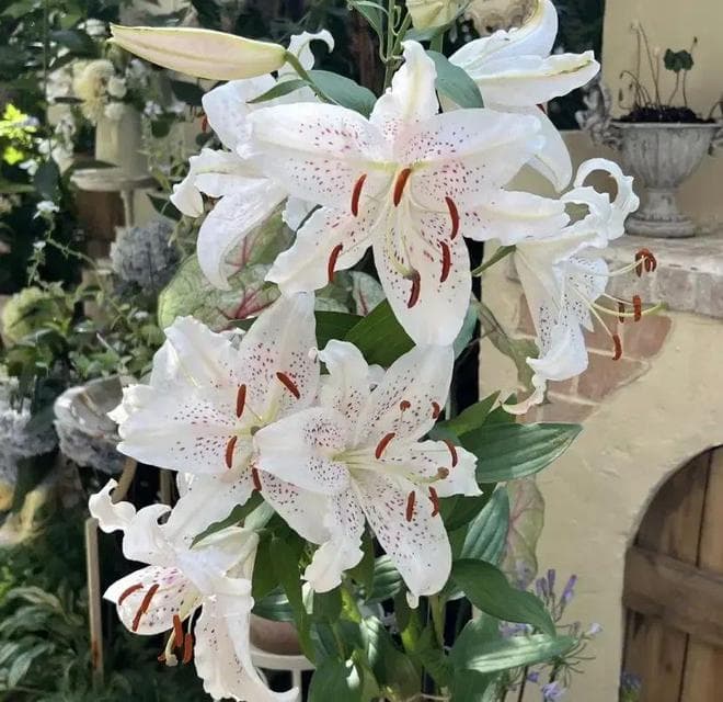 春天，种盆香水百合，2个月就能开花，有手就能养开花！