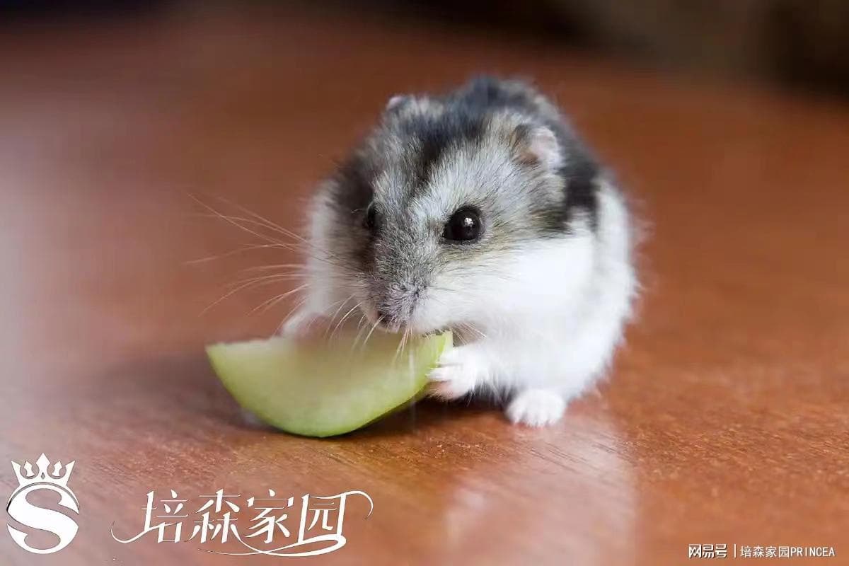 发现仓鼠的美食世界！满足它的味蕾