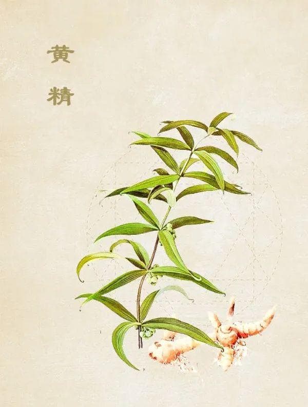 中药中的“黄金”：黄精的功效与食用指南