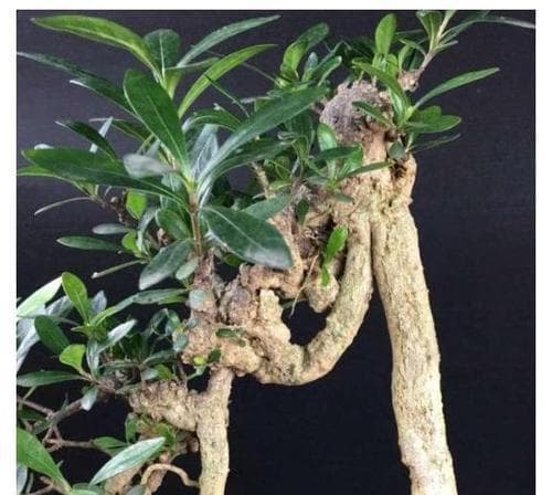 小叶栀子花的养殖技巧（从家庭养法到注意事项，轻松打造盆栽小树林）