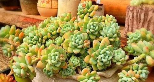 多肉植物怎么浇水？科学浇水的五大关键点