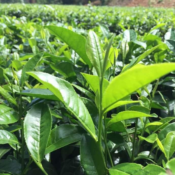 大棚茶叶生产管理技术