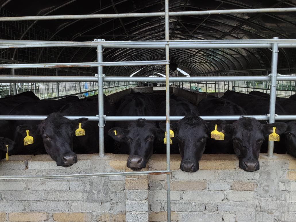 牛肉进入“降价时代”？贵州肉牛产业观察