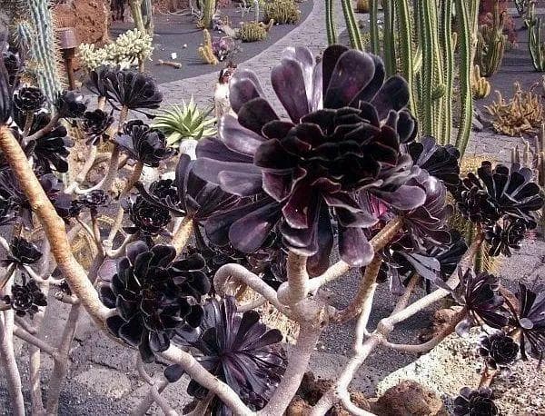 植物野外实习——腊叶标本采集和制作