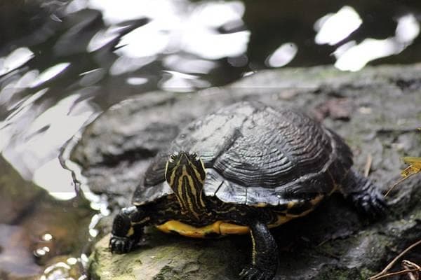 龟皮肤癣菌病：病因、症状、预防与治疗全解析