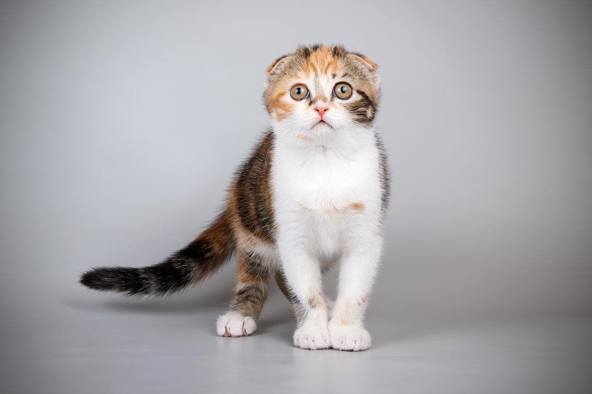 猫艾滋病：症状、诊断与预防全解析
