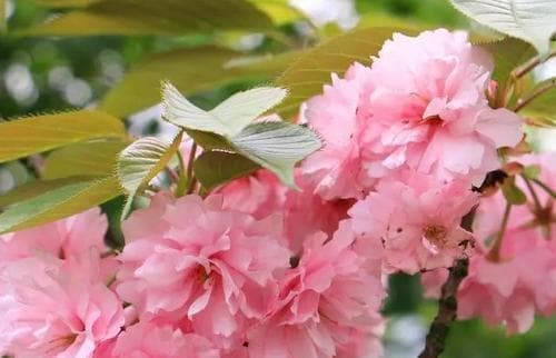樱花花语：从春日绽放到文化象征的多重寓意