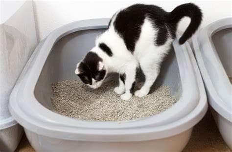 猫咪便血怎么办？原因分析与处理方法全攻略
