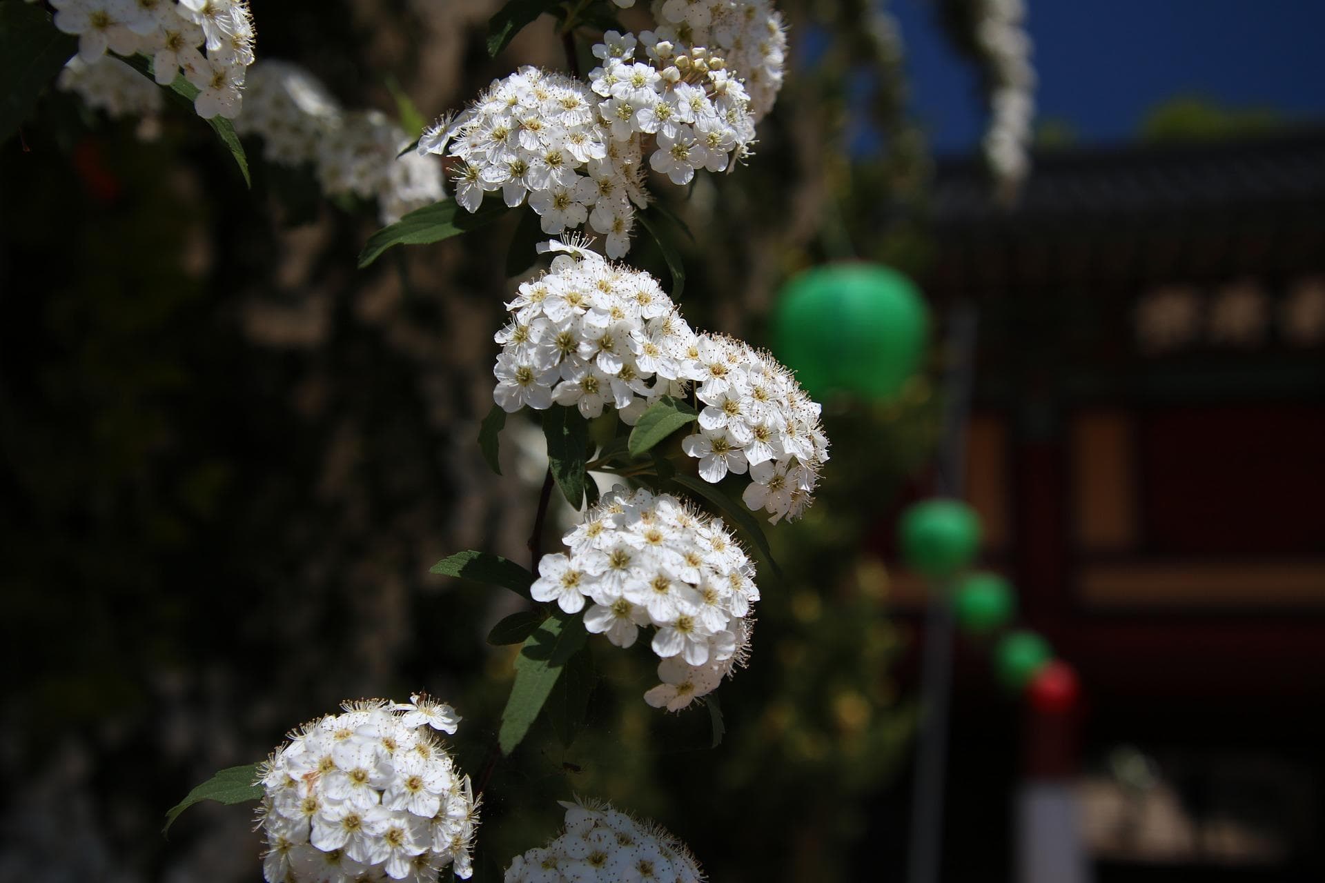 雪柳的寓意和象征