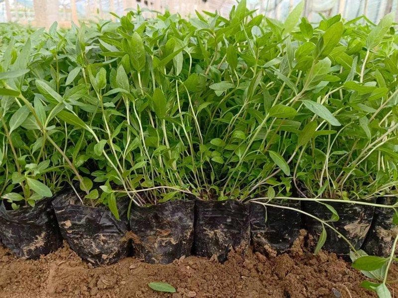 千屈菜：一种常见的水生观赏植物