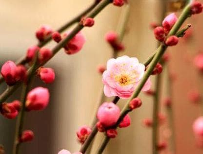 立春的含义是什么意思，立春节气的特点和风俗