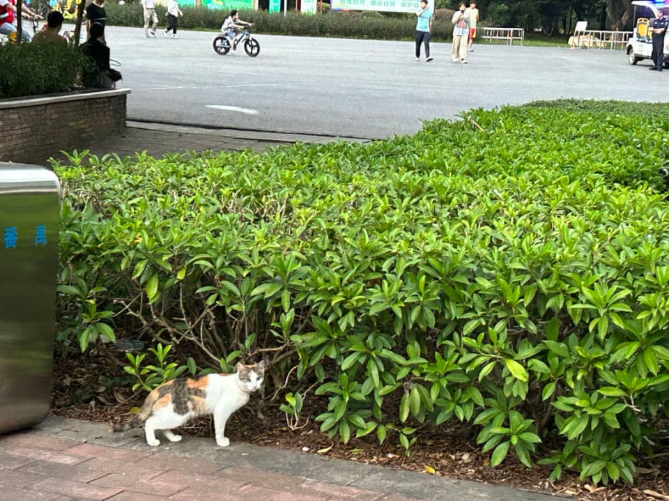流浪猫城市管理指南｜实践案例：IP化、社区共治