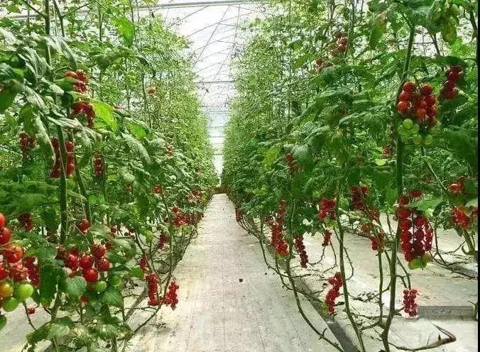 无土栽培技术应对极端环境的探索与挑战