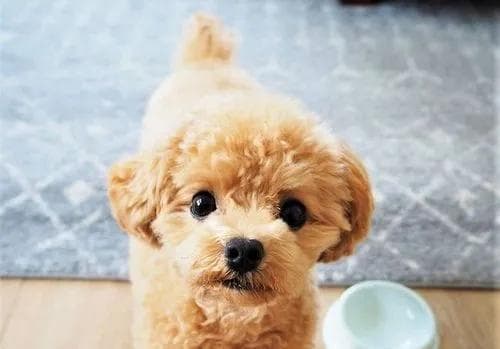如何喂养12斤泰迪（科学合理的狗粮饮食方案）