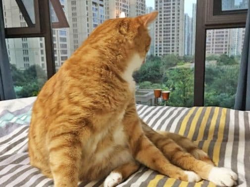 猫在小公寓里生活，会感到压力吗？