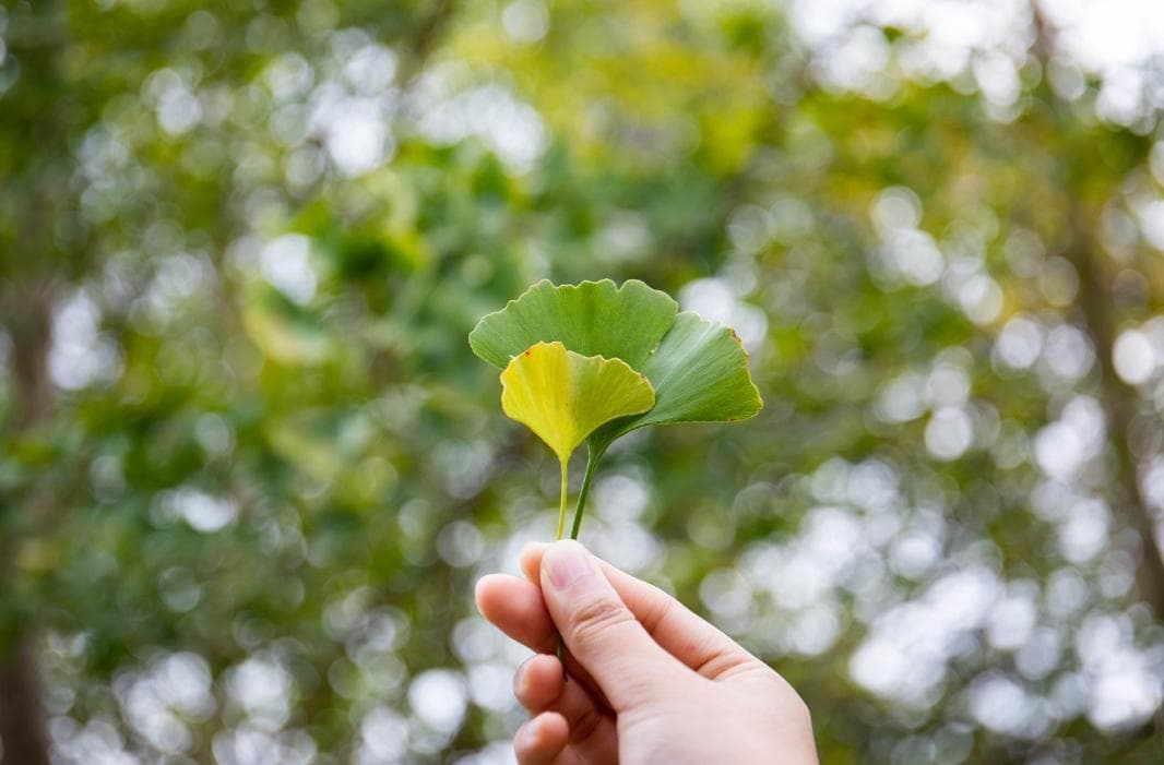 盛夏时节，银杏树提前进入观赏期？