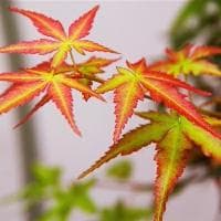 食用油的密度与选购指南