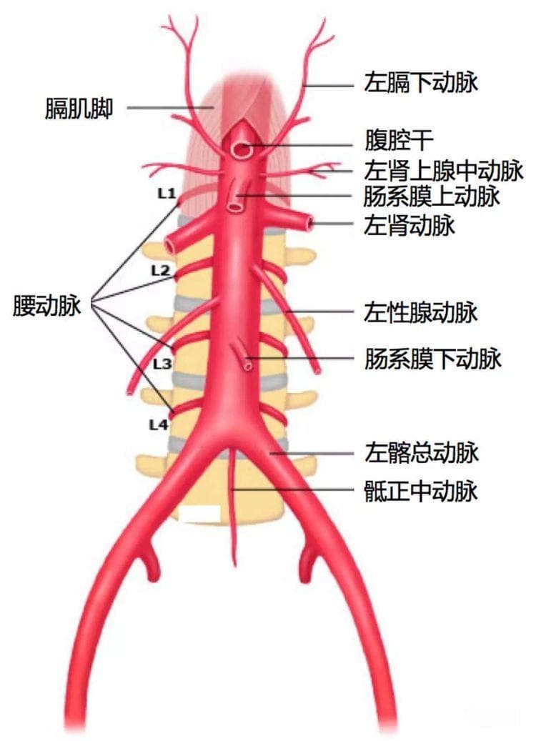 柳暗花明--脑梗塞(脑卒中)合并腹痛急诊(肠卒中)