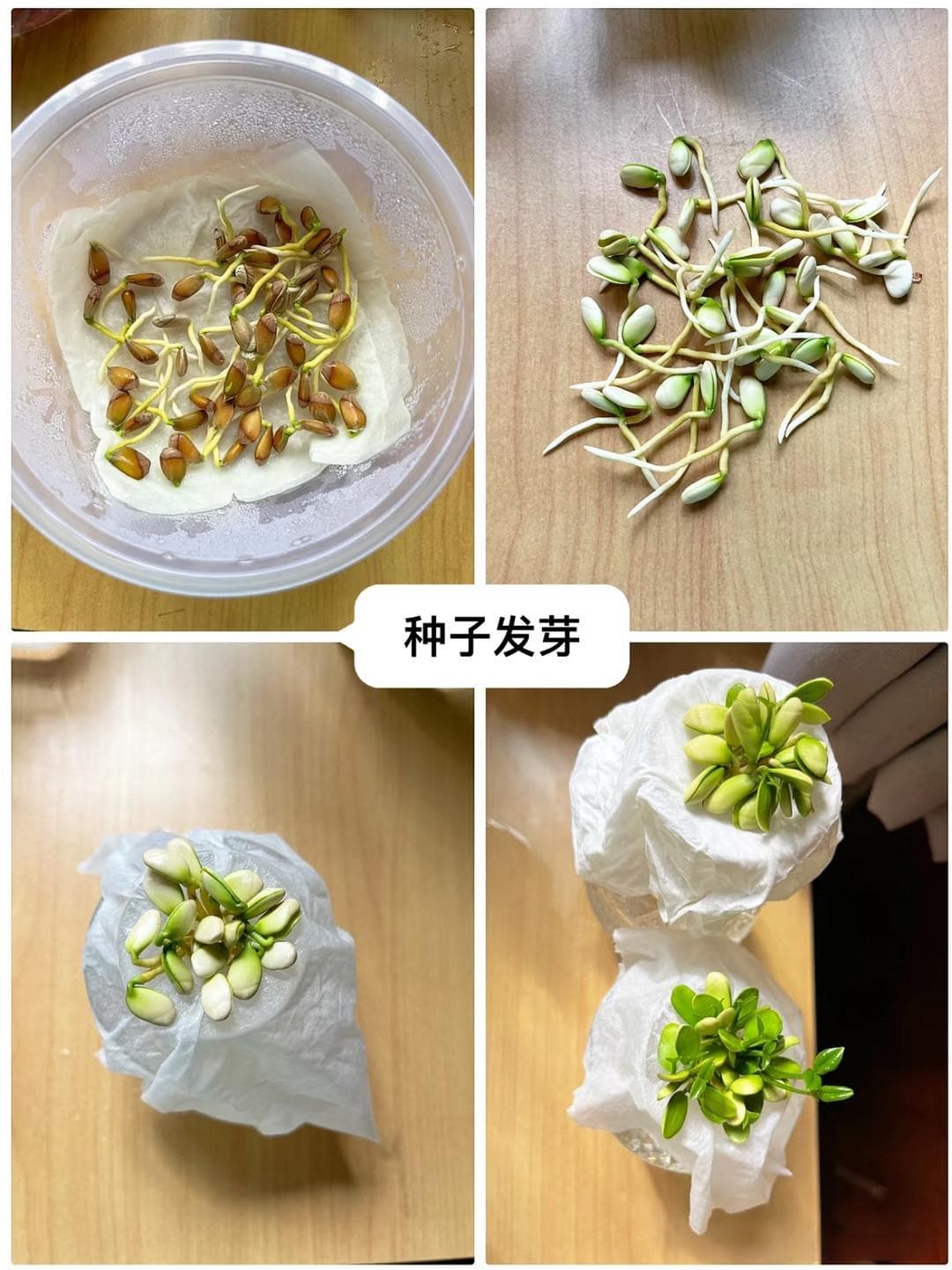5种“水果核”别扔，这样培育一下，几天就能长成绝美盆栽！