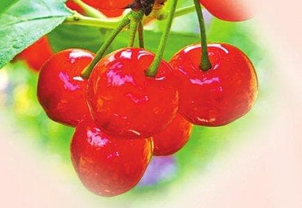 “车厘子”“大樱桃”有何区别？