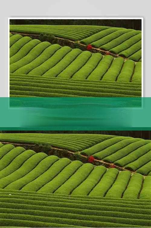 内蒙砖茶的好处和坏处及概述：功效、种类与原产地