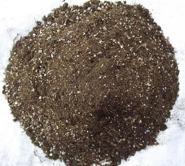 甘蓝种植技术：从基肥到追肥的全面指南