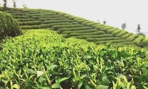 金镶玉韵，君山银针