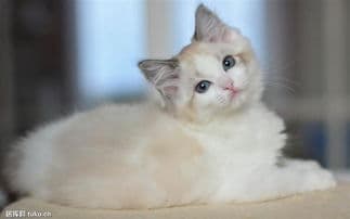 猫咪气管不适怎么办？从症状观察到治疗护理全攻略