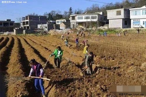 景观苗木栽培技术全攻略：从圃地选择到病虫害防治