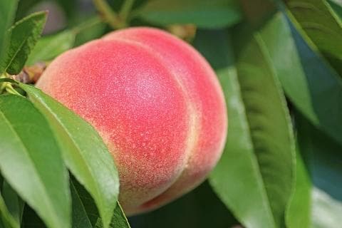 无锡水蜜桃提前上市，顺丰无人机参与寄递