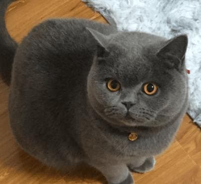 揭秘蓝猫眼睛色彩等级：从浅蓝到深蓝，各色背后的秘密与重要性