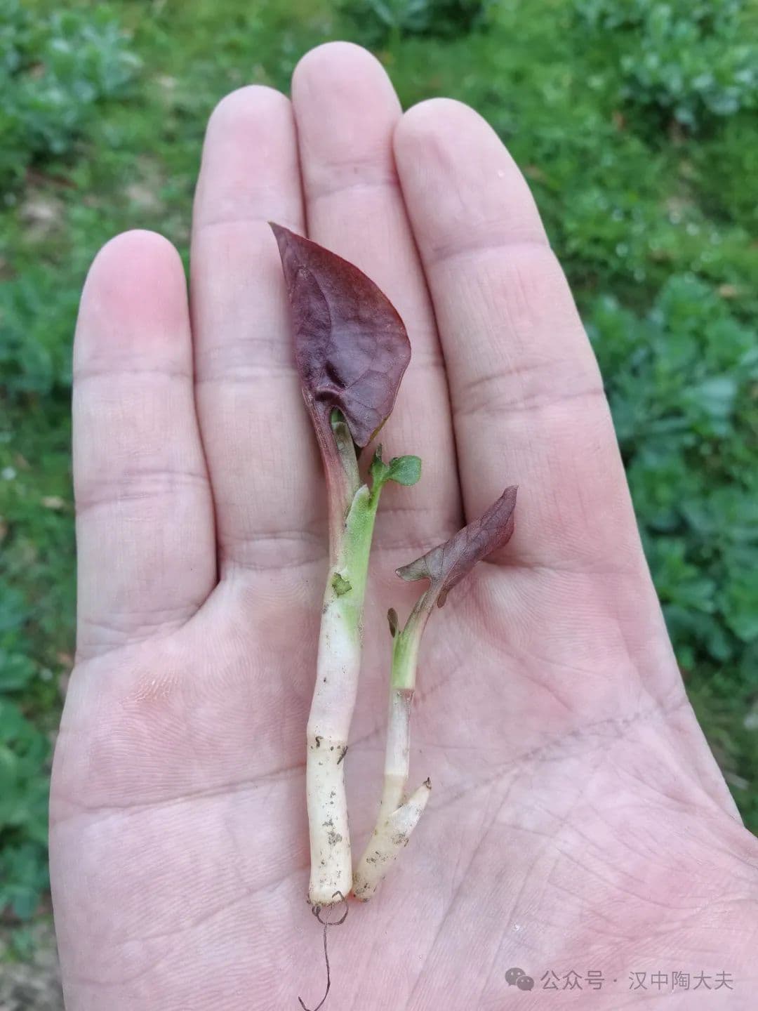 鱼腥草：天然“消炎药”，功效强大但这些人慎用！