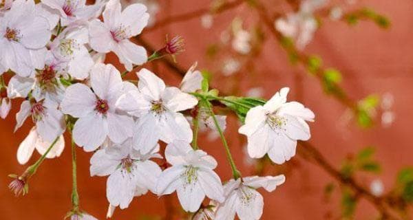 樱花花期及其影响因素（花期长短与气候、品种等因素相关）