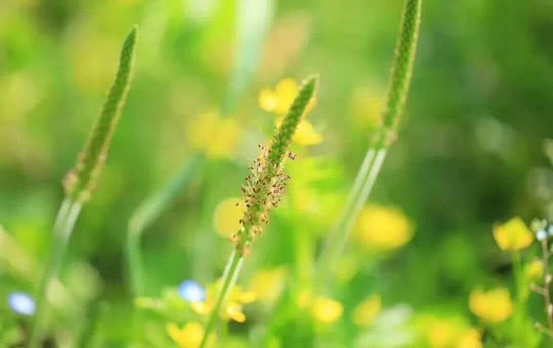 夏天：一首难得的好诗，句句充满清凉之意，读来真的太享受