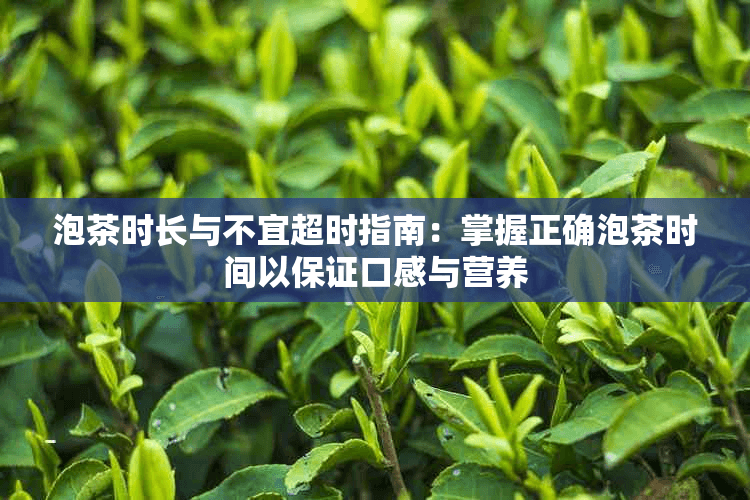 泡茶时长与不宜超时指南：掌握正确泡茶时间以保证口感与营养