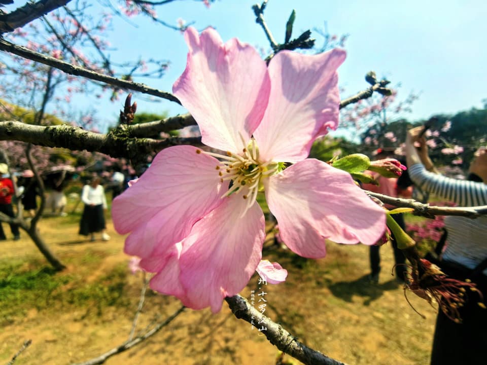 免费赏樱！广州十八罗汉山樱花季攻略