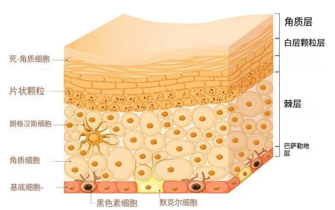 角质层的面纱：从结构到护肤真相