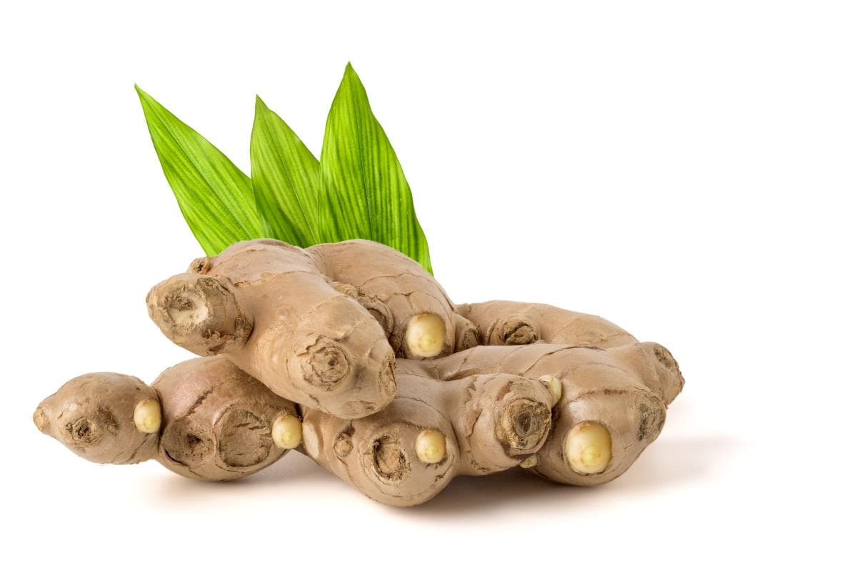 从种块到丰收：洋姜种植技术详解