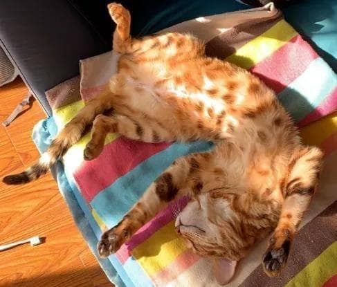 揭秘猫咪"四脚朝天"：这4种含义你可能不知道