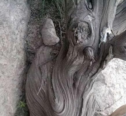 崖柏是什么树（了解中国南方的珍稀植物）