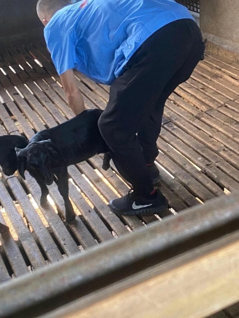羊腹泻的六类防治之道